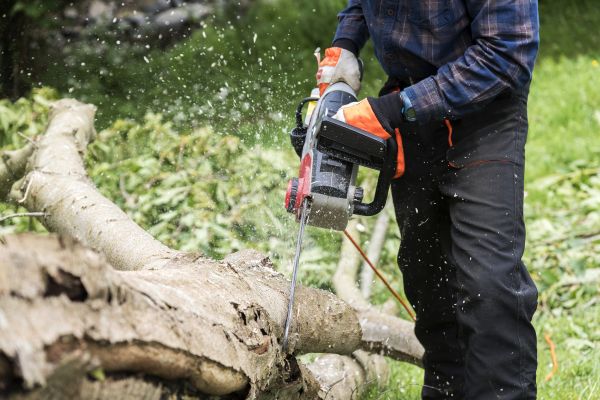 Cost of Branch Removal Service in Littleton