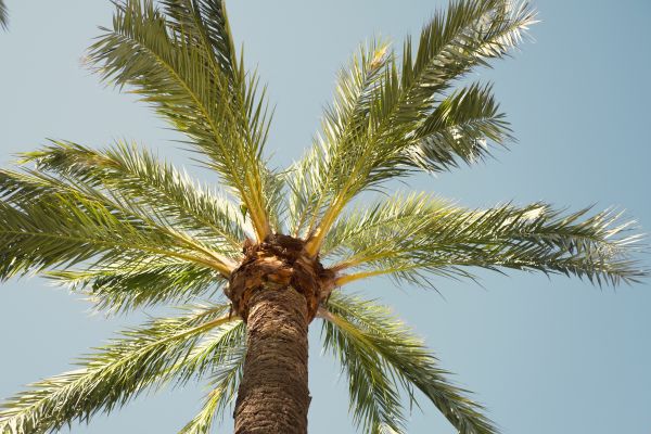 Cost of Palm Tree Pruning in Littleton