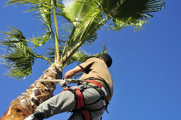 Cost of Palm Tree Trimming in Littleton
