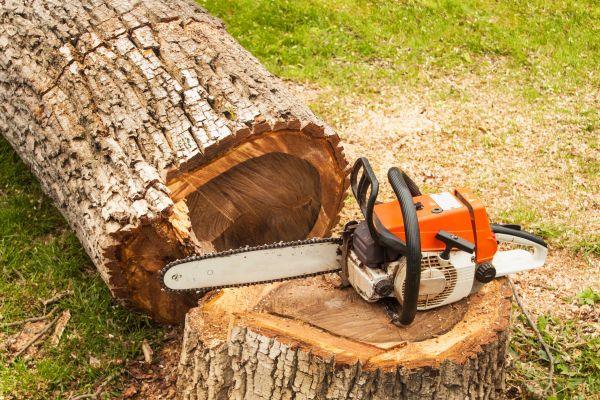 Cost of Tree Cutting Service in Littleton