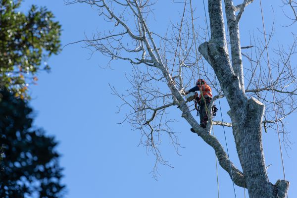 Cost of Tree Topping Service in Littleton
