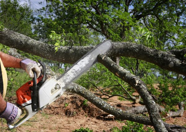 Cost of Tree Lopping Service in Littleton