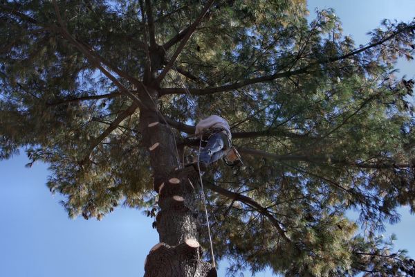 Cost of Trimming Service in Littleton