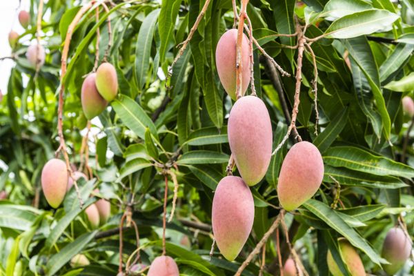 Cost of Mango Tree Trimming in Littleton
