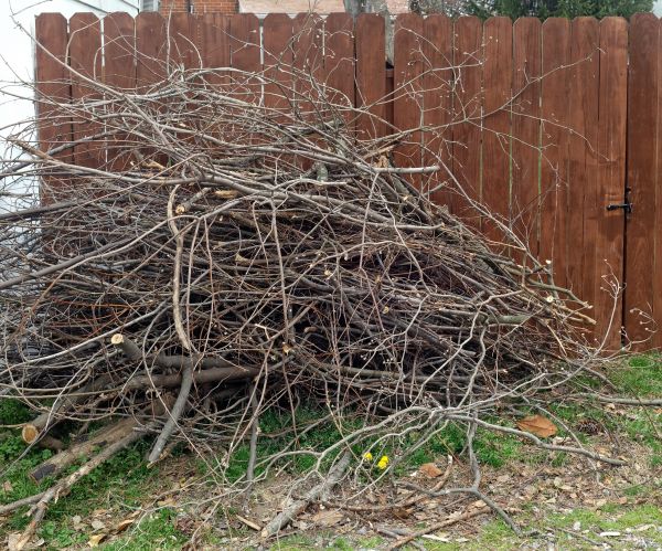 Cost of Dead Branch Removal in Littleton