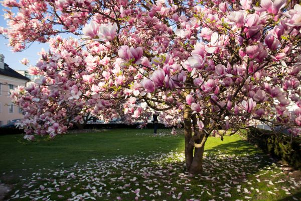 Cost of Ornamental Tree Pruning in Littleton