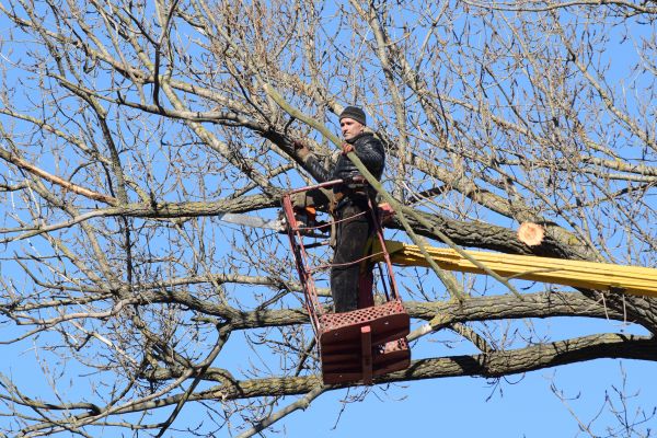 Cost of Emergency Tree Trimming in Littleton