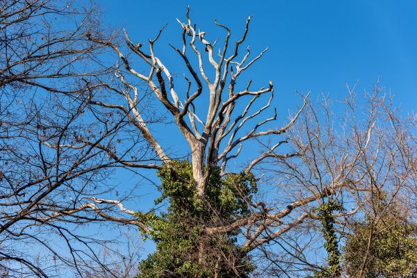 Cost of Deadwood Removal in Littleton