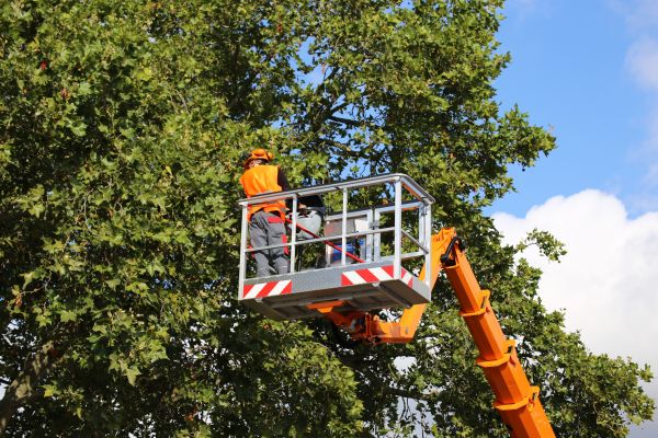 Commercial Tree Service in Littleton