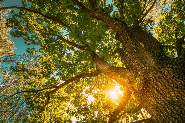 Cost of Oak Tree Pruning in Littleton