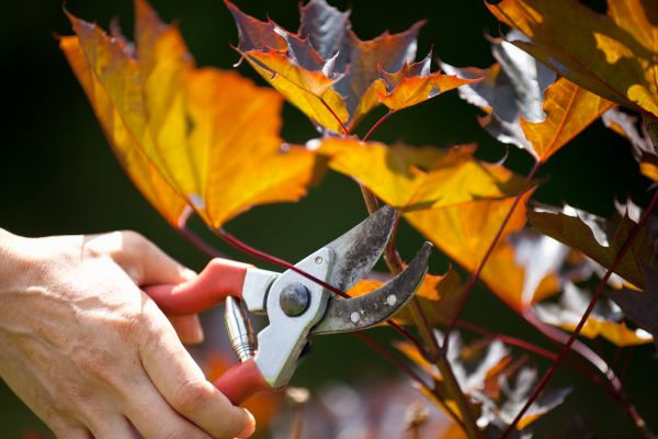 Cost of Maple Tree Pruning in Littleton