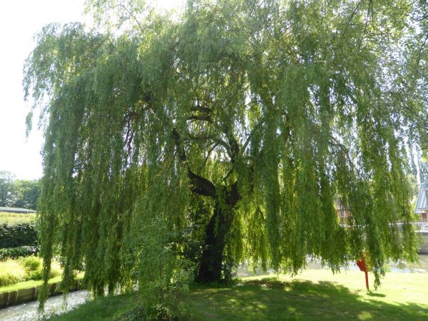 Willow Tree Trimming in Littleton