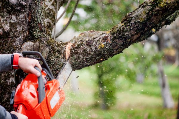 Cost of Tree Limbs Removal in Littleton