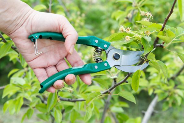 Cost of Pear Tree Pruning in Littleton