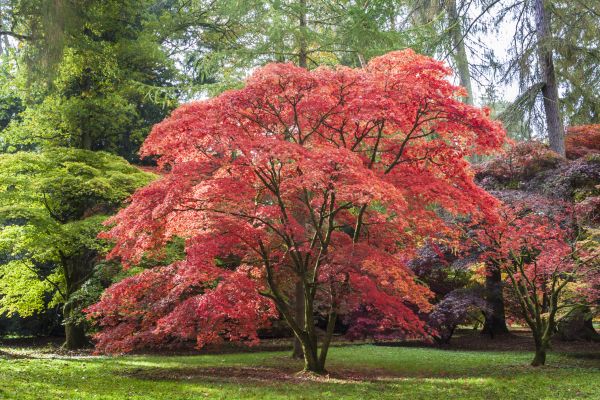 Cost of Japanese Maple Pruning in Littleton