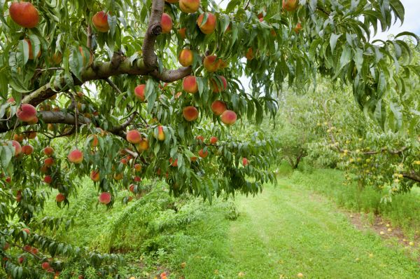 Cost of Peach Tree Pruning in Littleton