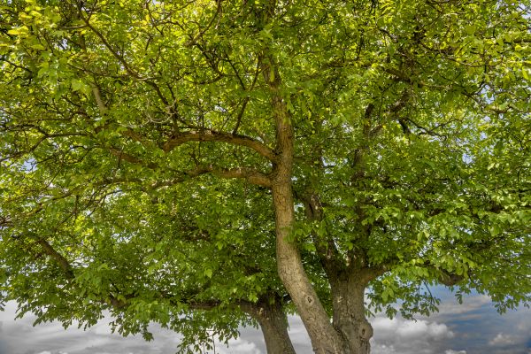 Cost of Walnut Tree Trimming in Littleton