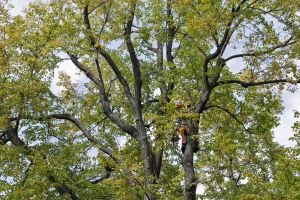 Cost of Tree Crown Shaping in Littleton