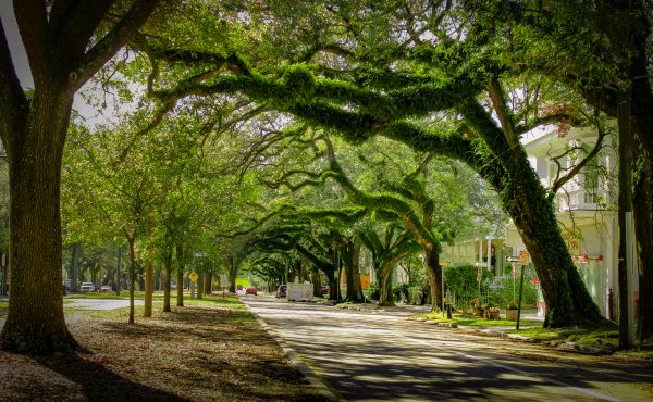 Cost of Tree Canopy Thinning in Littleton