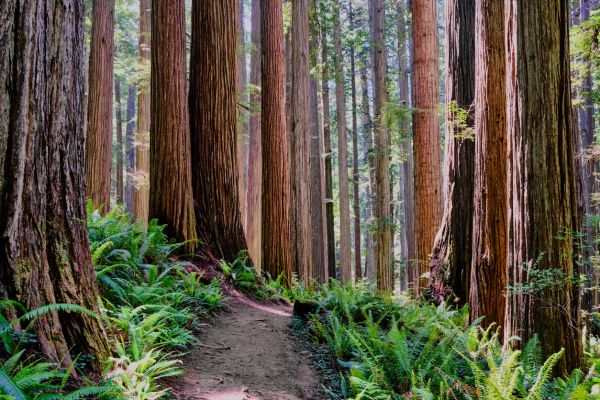 Cost of Redwood Tree Trimming in Littleton