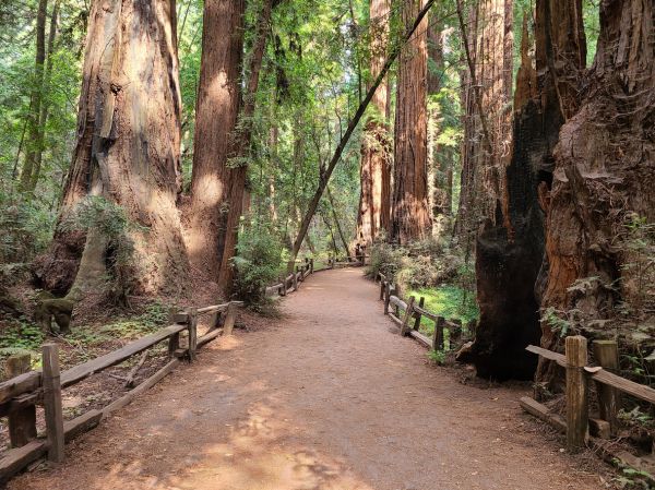 Cost of Redwood Tree Pruning in Littleton