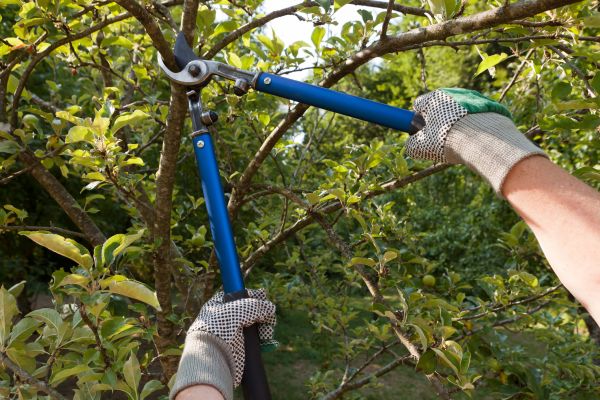 Cost of Residential Tree Pruning in Littleton