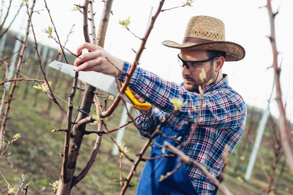 Cost of Orchard Tree Pruning in Littleton