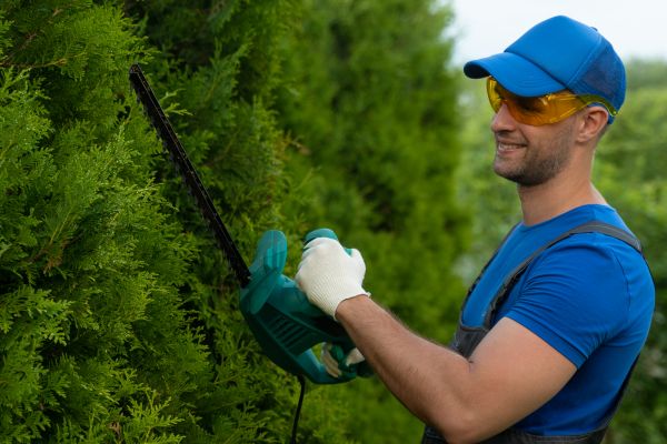Cost of Tree Shaping Service in Littleton
