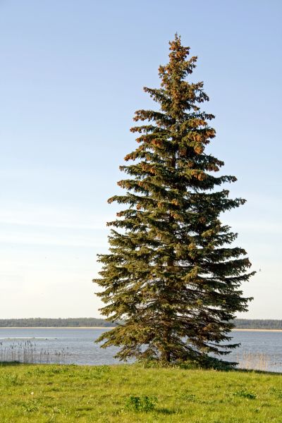 Cost of Spruce Tree Pruning in Littleton