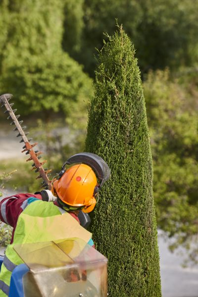 Cost of Cypress Tree Trimming in Littleton