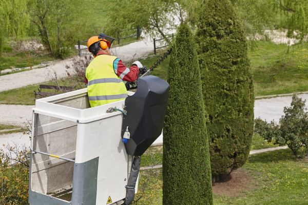 Cost of Cypress Tree Pruning in Littleton