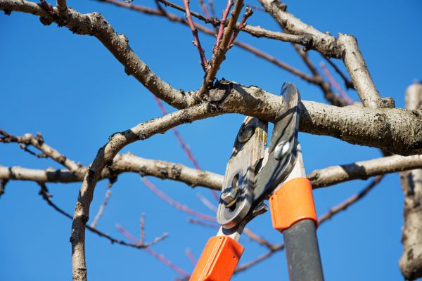 Cost of Peach Tree Trimming in Littleton