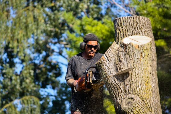 Cost of Ash Tree Pruning in Littleton