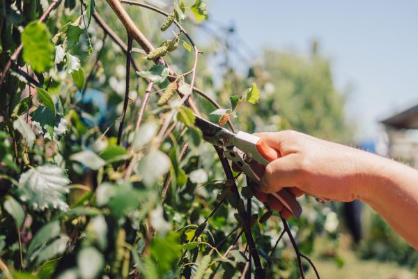 Birch Tree Pruning in Littleton