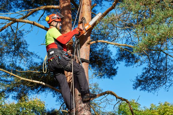 Cost of Canopy Pruning in Littleton