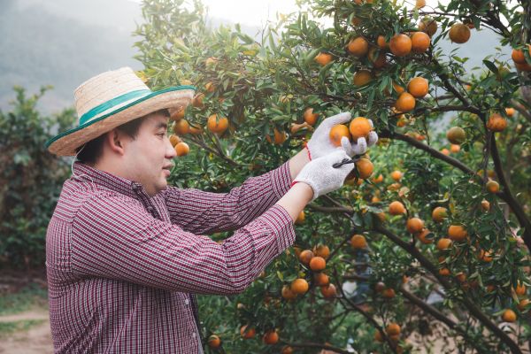 Orange Tree Pruning in Littleton