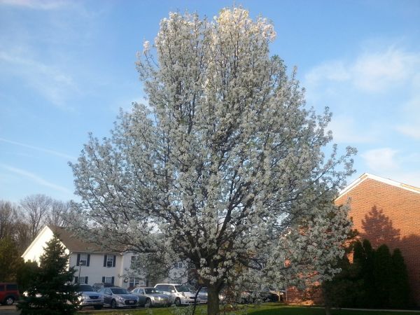 Bradford Pear Tree Pruning in Littleton