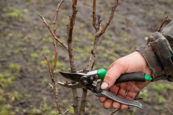 Cost of Pear Trees Pruning in Littleton