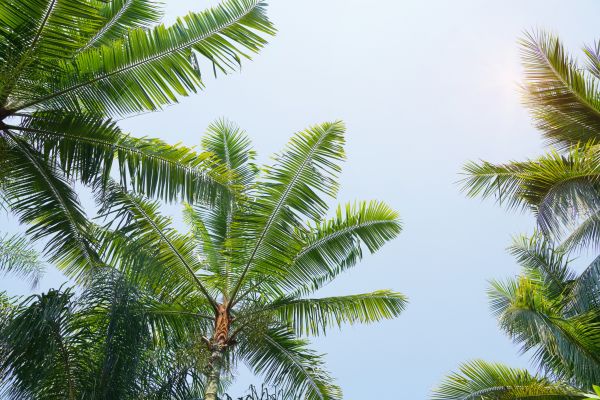 Cost of Queen Palm Tree Trimming in Littleton