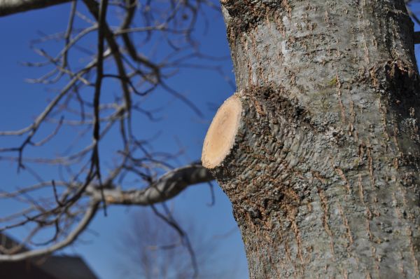 Cost of Limb Pruning in Littleton