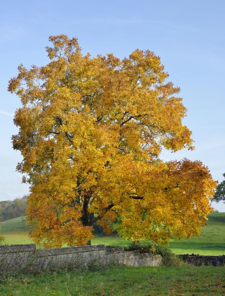 Cost of Hickory Tree Trimming in Littleton