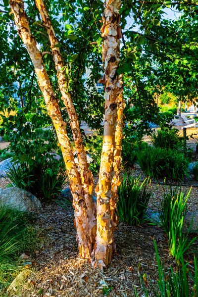 River Birch Trimming in Littleton