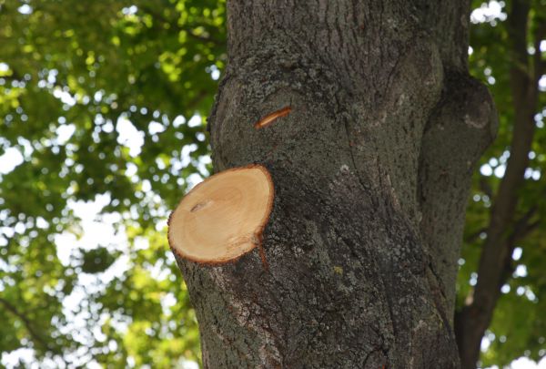 Cost of Limb Cutting in Littleton