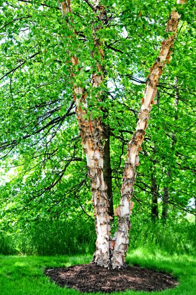 River Birch Tree Pruning