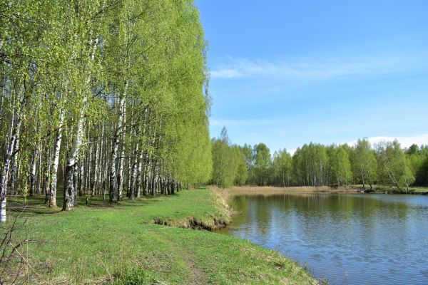 River Birch Pruning in Littleton