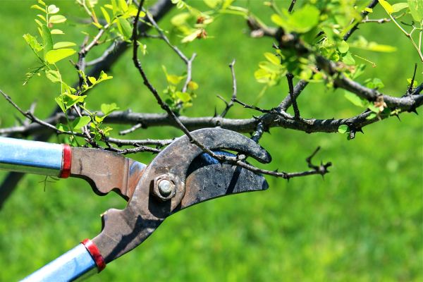 Cost of Branches Pruning in Littleton