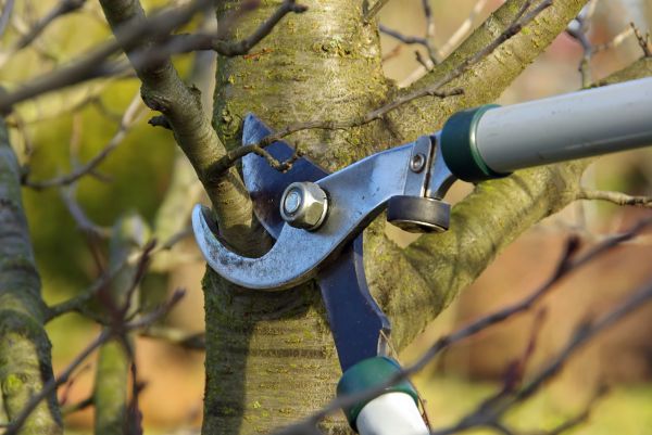 Cost of Tree Limb Trimming Service in Littleton