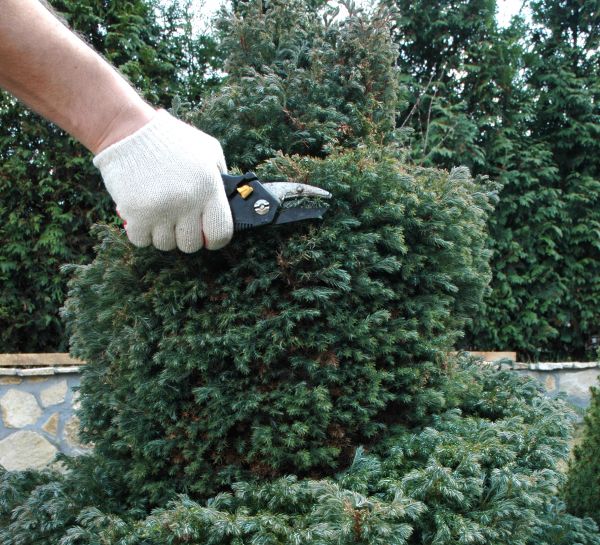 Cost of Ornamental Tree Trimming in Littleton
