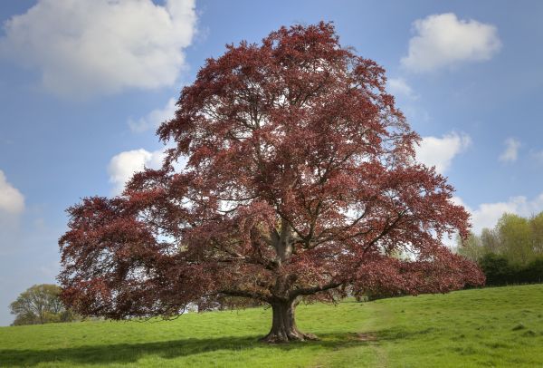 Cost of Beech Tree Pruning in Littleton