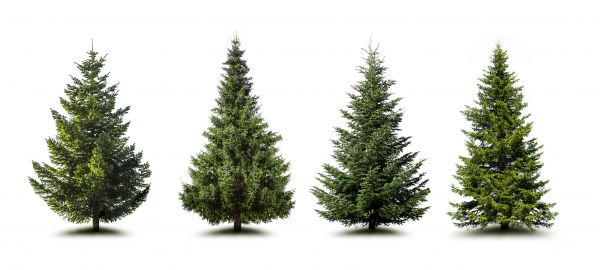 Cost of Pine Tree Trimming in Littleton